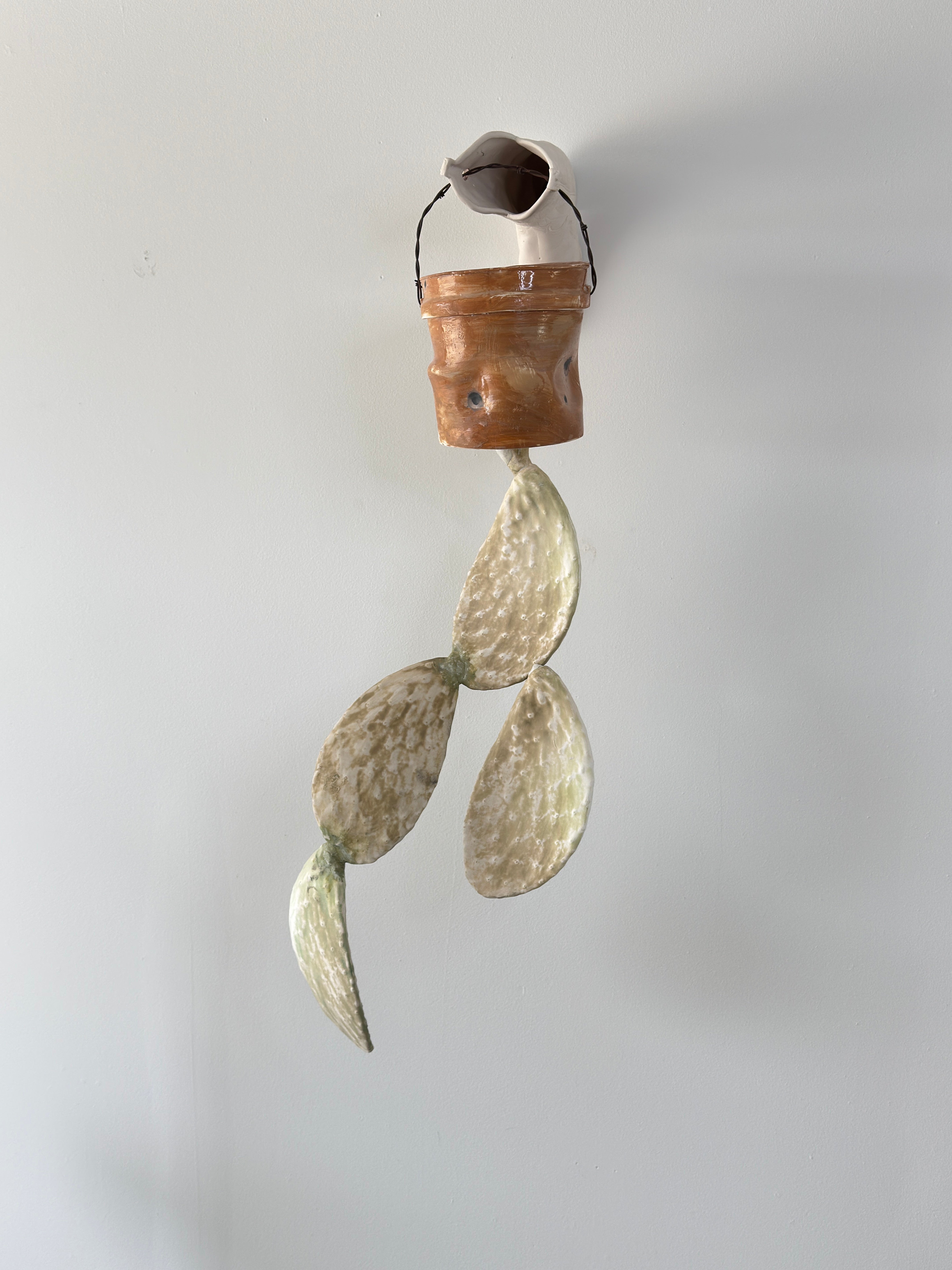 Hanging Cacti