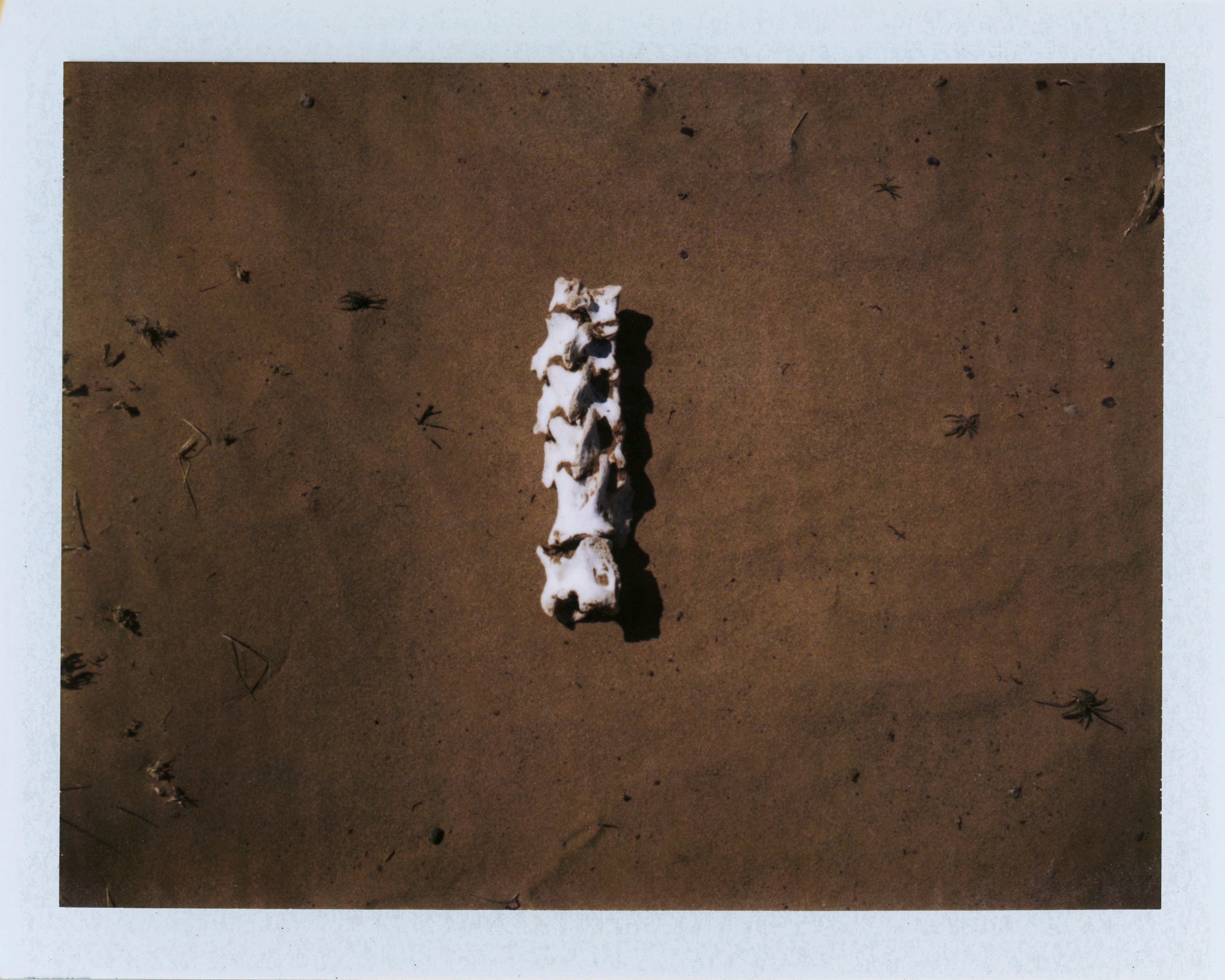Spine