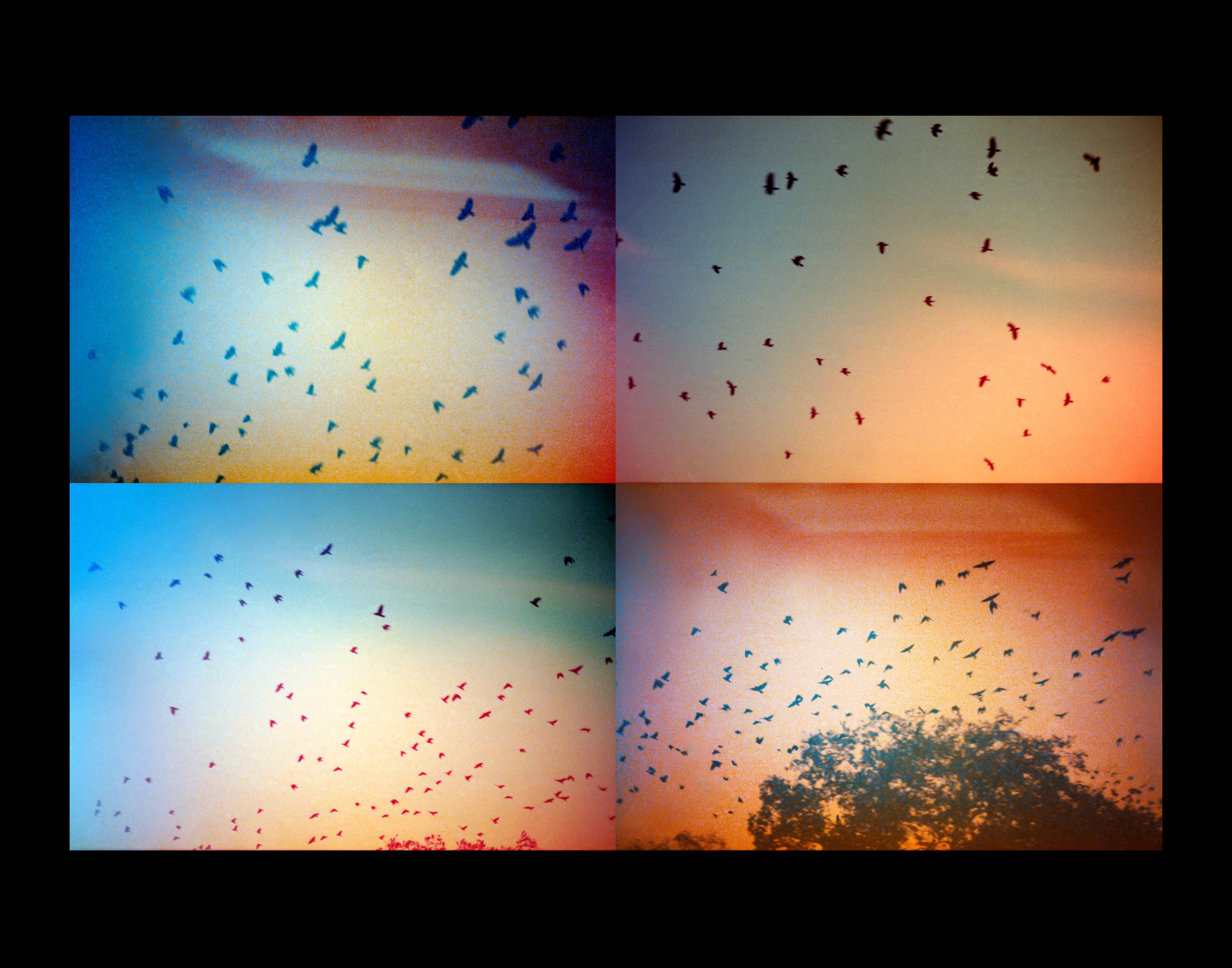 The BIRDS